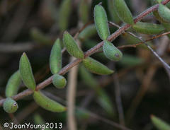 Crassula mesembryanthoides