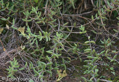 Crassula mesembryanthoides
