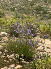 Lobelia valida