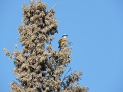 Pitangus sulphuratus