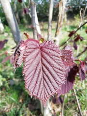 Corylus maxima