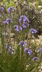 Lobelia valida