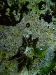 Scutellastra longicosta