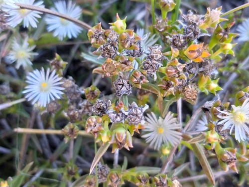 Image of Delosperma inconspicuum by (c) kevin koen, some rights reserved (CC BY-SA)