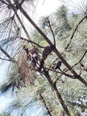 Pinus