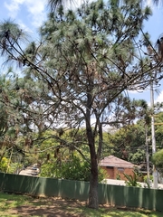 Pinus