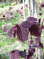 Corylus maxima