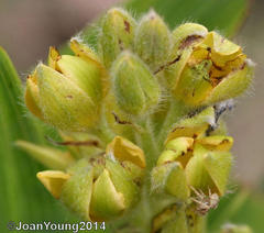 Hypoxis colchicifolia