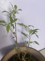 Lycianthes rantonnetii