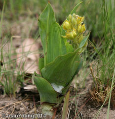 Hypoxis colchicifolia