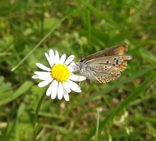 Aricia agestis