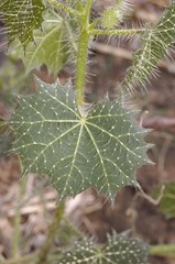 Cnidoscolus angustidens