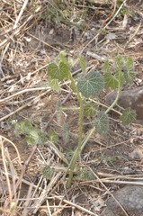 Cnidoscolus angustidens