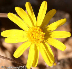 Crassothonna capensis