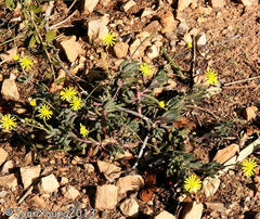 Crassothonna capensis