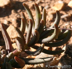 Crassothonna capensis