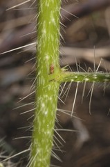 Cnidoscolus angustidens