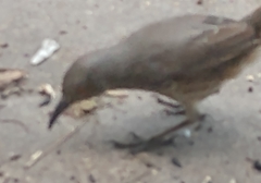 Toxostoma curvirostre