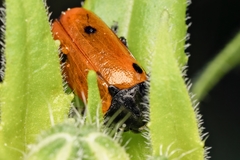 Clytra quadripunctata