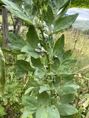 Vicia faba
