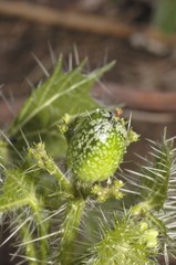 Cnidoscolus angustidens