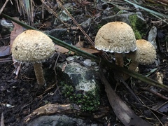 Lacrymaria asperospora