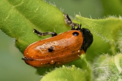 Clytra quadripunctata