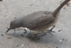 Toxostoma curvirostre