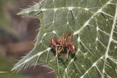 Cnidoscolus angustidens