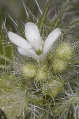 Cnidoscolus angustidens