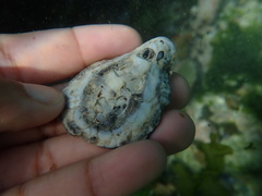 Scutellastra cochlear