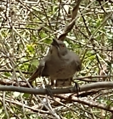 Toxostoma curvirostre