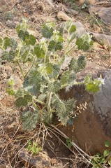 Cnidoscolus angustidens