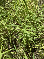 Urochloa mutica