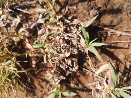 Carrot-seed Grass (Tragus koelerioides)