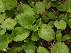 Lamium album