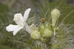 Cnidoscolus angustidens
