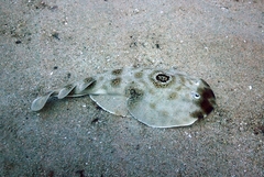 Diplobatis ommata