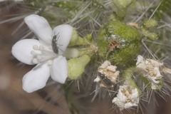 Cnidoscolus angustidens