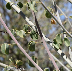 Adenolobus garipensis