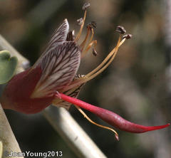 Adenolobus garipensis
