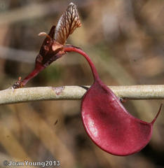 Adenolobus garipensis