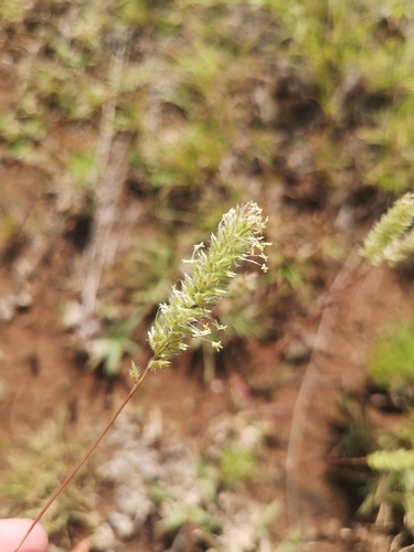 Image of Carrot-Seed Grass (Tragus koelerioides) by (c) Ricus Nel, some rights reserved (CC BY)