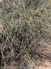 Adenolobus garipensis