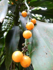 Dracaena fragrans