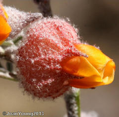 Hermannia abrotanoides