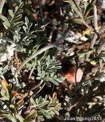 Hermannia abrotanoides