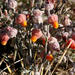 Hermannia abrotanoides - Photo (c) joanyoung, algunos derechos reservados (CC BY-NC)