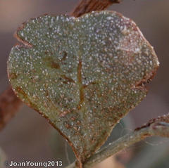 Dyerophytum africanum