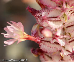Dyerophytum africanum